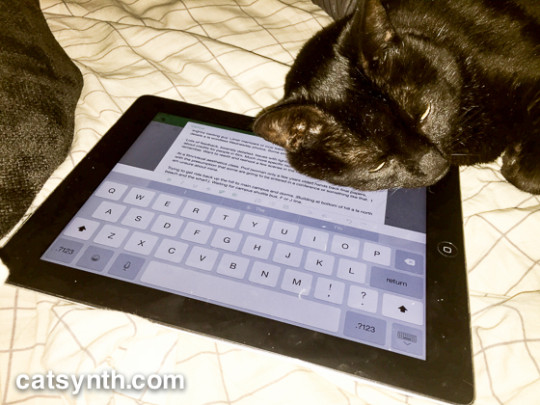 Luna the cat and iPad