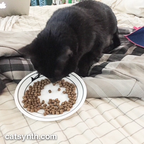 Luna eating without cone.