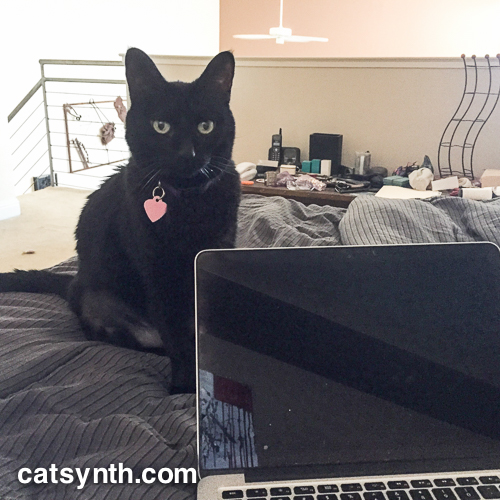Luna and laptop on bed
