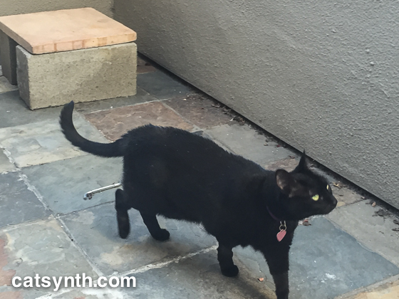 Luna on the patio