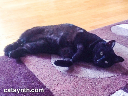 Luna relaxing on the floor