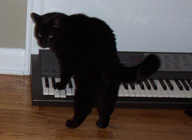 Catsynth Pic Hey Diddle Diddle Goes Techno Catsynth See more of mingus the cat on facebook. catsynth pic hey diddle diddle goes
